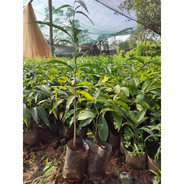 combo 10 rau ngót rừng giá chỉ 130k