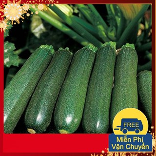 Hạt Giống Bí Ngòi Xanh F1