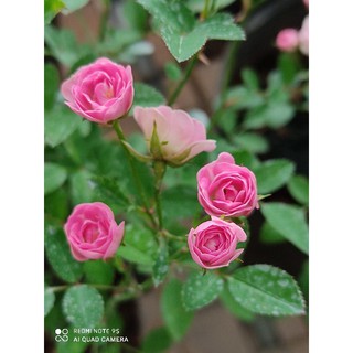 hồng pink pong ( hồng siêu nụ siêu hoa)