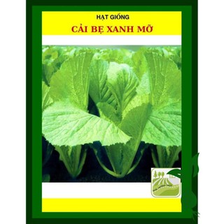 50g - hạt giống cải bẹ xanh mỡ