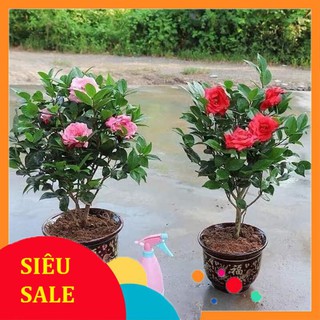 5 Hạt giống hoa Trà My Nhật (tặng gói kích nẩy mầm và hướng dẫn) VIETPHAT