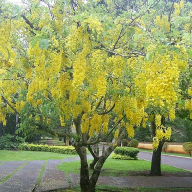 Cây Osaka vàng(muồng hoàng yến).