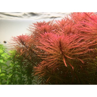 Cây thủy sinh Hồng thái dương lá nước 2012 ngọn