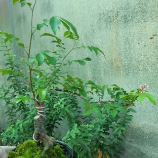 Cây khế bonsai mini dáng đẹp