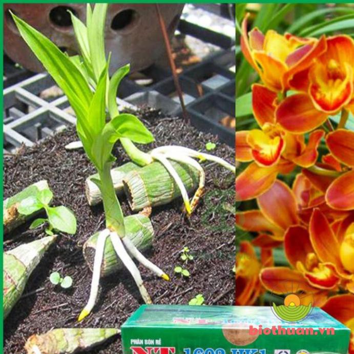 Phân Bón Chậm Tan Dạng Túi Lọc Hộp 20 Túi NT-1602 HK1 Cung Cấp Dinh Dưỡng Cho Phong Lan, Hoa Cảnh