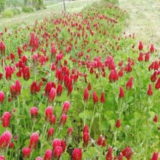 Hạt giống cỏ ba lá Kimson 100 hạt