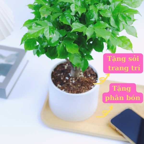 Cây hạnh phúc để bàn kết hợp cùng chậu sứ trắng mang phong thủy tài lộc cho gia chủ . Món quà tặng cực ý nghĩa .