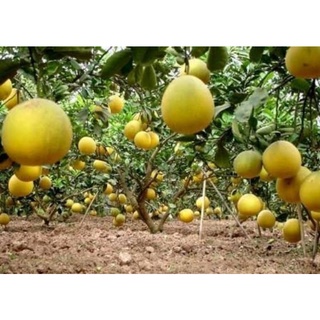 Bưởi lùn Tứ Xuyên

