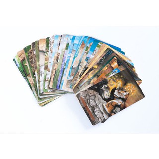 Bộ bài mystical cat tarot