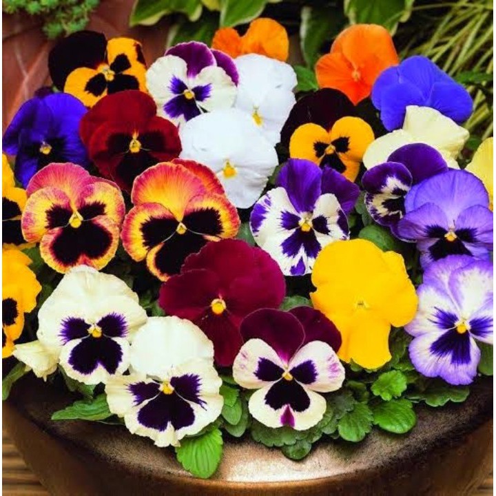 Gói 100 hạt giống hoa pansy mix màu