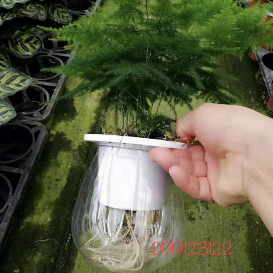 Chậu trồng cây thủy sinh , chậu thông minh tự tưới 10-10-13cm