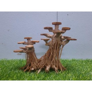 BONSAI rễ rừng tán gỗ
