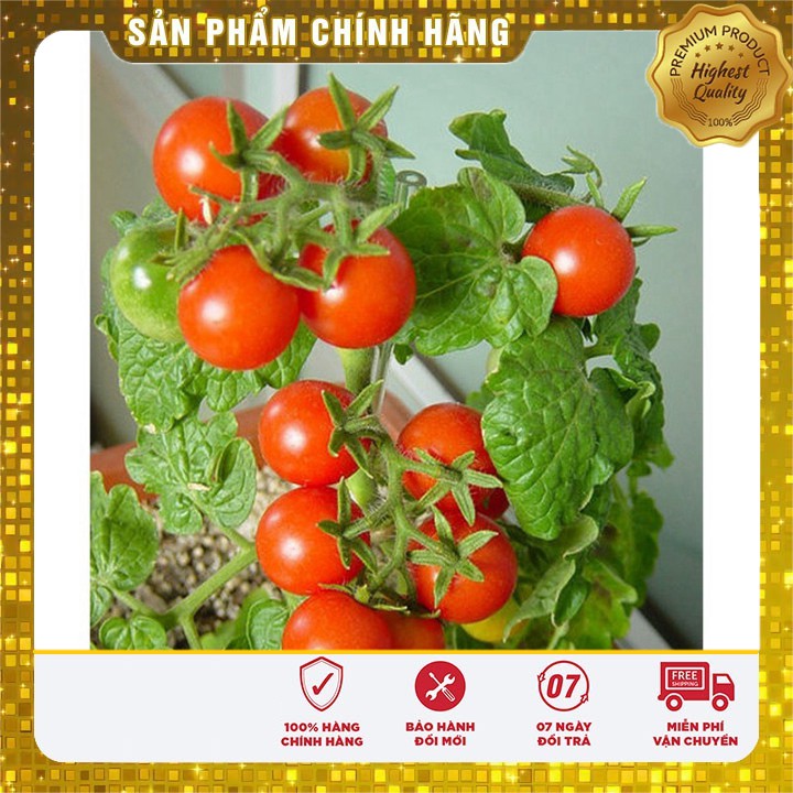 HẠT GIỐNG CÀ CHUA BON SAI ĐỎ hạt giốn cà chua lùn đỏ gói 30 hạt