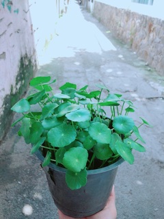Cỏ Đồng Tiền
