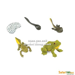 Mô hình vòng đời phát triển của CON ẾCH - hàng xuất dư