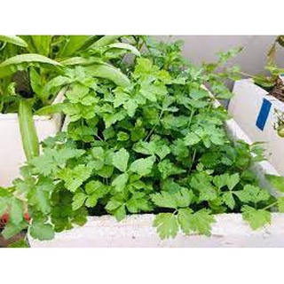 [ Bán chạy ] Hạt giống Rau Mùi-20g (tặng kèm 20 hạt Cải Kale Khủng Long)