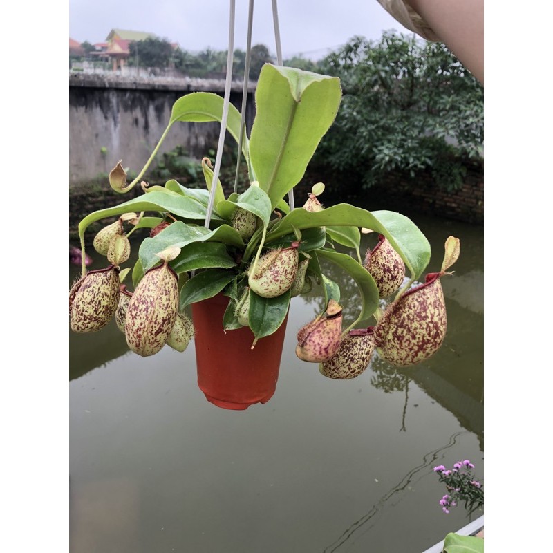 Cây nắp ấm bắt côn trùng