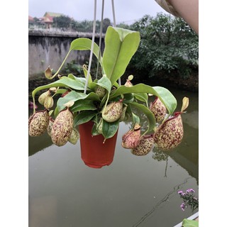 Cây nắp ấm bắt côn trùng