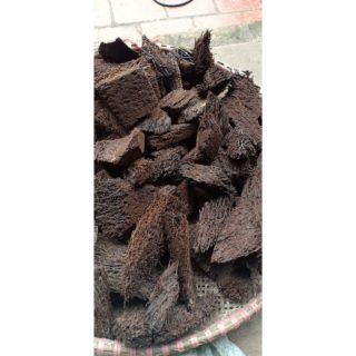 Dớn cắt miếng trồng lan