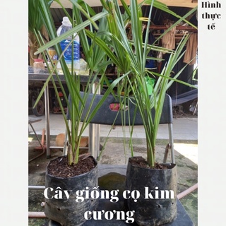 [Washingtonia filifera] Cây cọ Mỹ, kè Mỹ size nhỏ để bàn, palm tree, lọc không khí, xua đuổi tà khí, hút may mắn