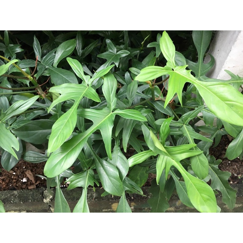 cây trầu bà cánh én Florida beauty ưu dãi 10 đơn đầu