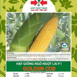 HẠT GIỐNG BẮP MỸ GÓI 350 HẠT