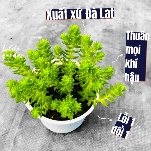 Sen đá sedum rong biển Đà Lạt size trung bình cây cảnh trang trí nhà cửa Lolita garden