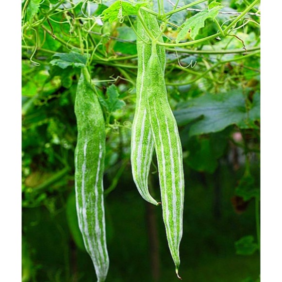 HẠT GIỐNG MƯỚP VẰN - MƯỚP SỌC RẮN F1 (vi ngọt thanh)