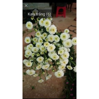 50 Cây giống hoa cúc calimero