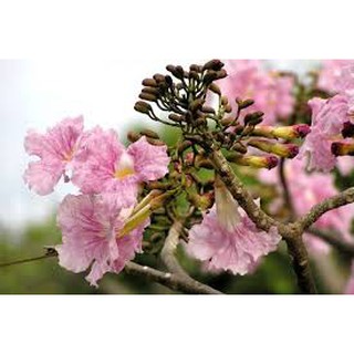 CÂY GIỐNG KÈN HỒNG