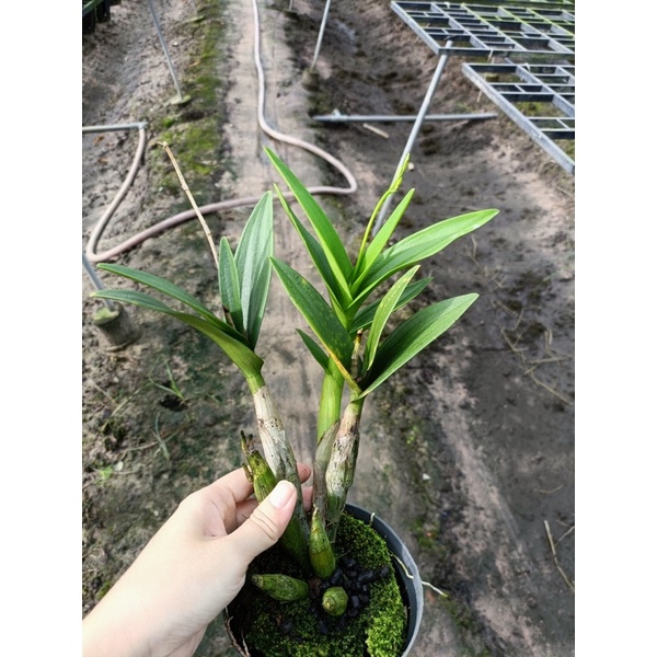 Lan Dendro Chớp sữa enobi