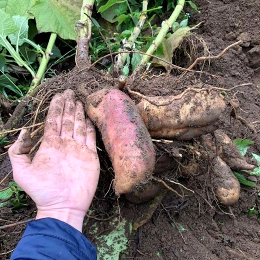 Miến đao sâm  Bát xát_Lào Cai gói 500g