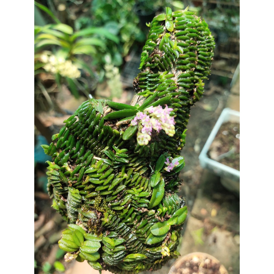 5 khóm lan chân rết, thích hợp bán cạn, terrarium