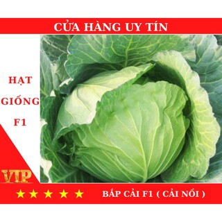 Hạt Giống Bắp Cải Chịu Nhiệt -gói 5g