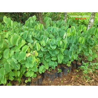 cây Hoa Ban Trắng giống (cây móng bò)