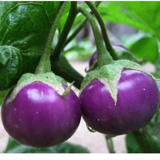 Hạt Giống Cà Pháo Tím (RADO73) Sai Trái 0.5gr ( tặng kèm thuốc kích mầm ra rễ)