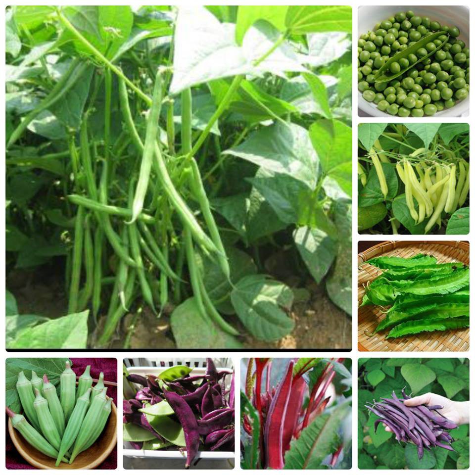 COMBO 8 LOẠI ĐẬU TRỒNG MÙA HÈ - Rau củ quả trồng tại vườn, sân thượng, nông trang, ban công