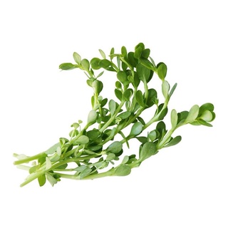 Hạt Giống Rau Sam 1Gram RADO 683
