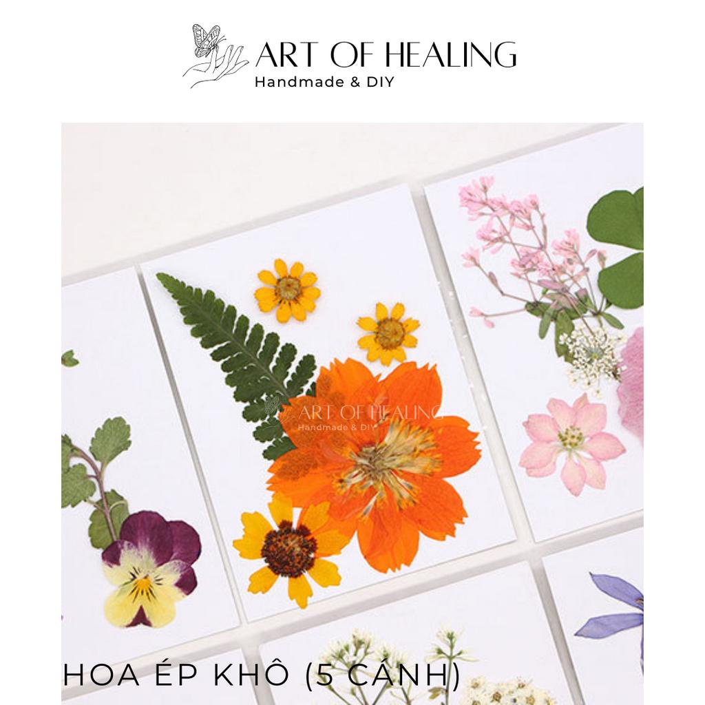 Set hoa ép khô các loại trang trí nến, resin, sổ tay, decor - 5 cánh  - Handmade & DIY