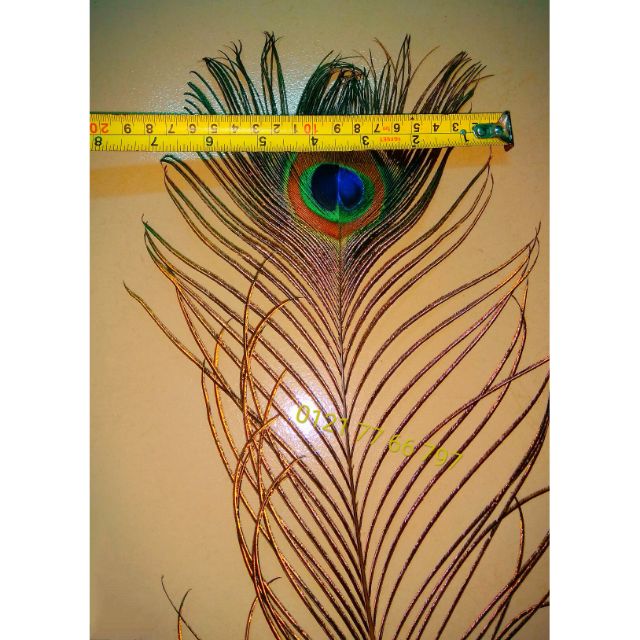 09 Lông công tự nhiên. Độ dài 0.8~0.9m. Trang trí nhà cửa, phong thủy