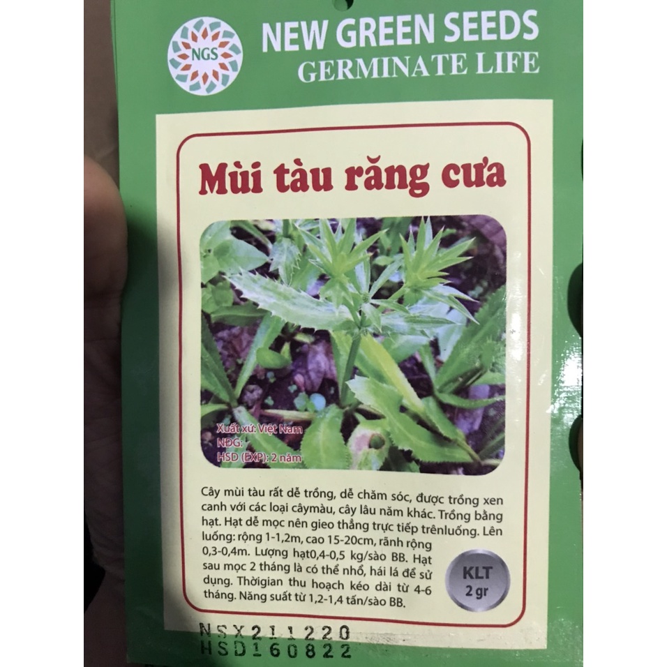 Hạt giống các loại rau thơm-Tía tô-ngò-hành lá-kinh giới-thì là-ngò gai-bạc hà-húng quế