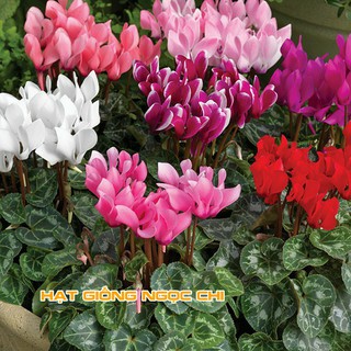 Hạt Giống Hoa Anh Thảo Mix - 5 Hạt