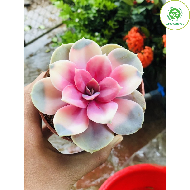 Sen đá hồng tâm - cây khỏe mạnh thuần khí hậu dễ chăm