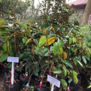 Cây vú sữa ghép