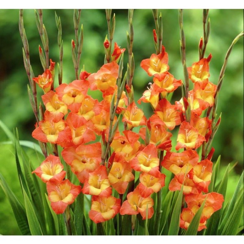 Củ Hoa Lay Ơn Chất Lượng Cao Đủ Màu