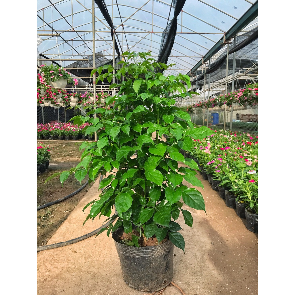 Cây hạnh phúc ( SIZE TO ) Cao 80CM 🍀 GIÁ TẠI VƯỜN 🍀 tán cực sum suê lá xanh mướt, thích hợp trang trí nội thất
