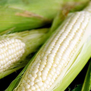 Hạt giống Ngô nếp (Bắp Nếp Nù) 50 gram