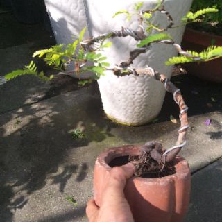 Cây me Thái Bonsai