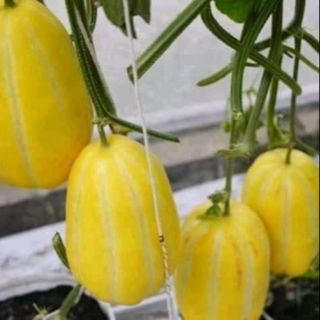 Hạt giống dưa lê Hàn Quốc