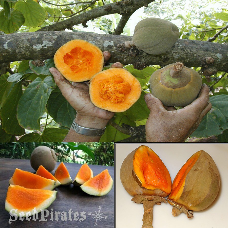 CÂY CHUPACHU GIỐNG